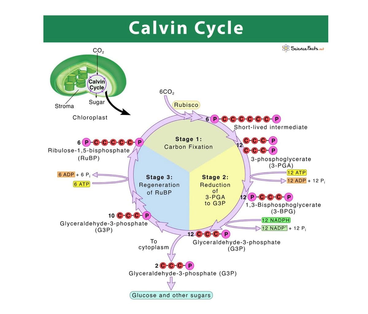 Calvin Cycle
co,
Science Facts.nut
Calvin
Cycle
6CO2
Sugar
Stroma
Rubisco
Chloroplast
O-CC P
Short-lived intermediate
Stage 1:
6 P-CC C-CC P
Ribulose-1,5-bisphosphate
Carbon Fixation
12
(RUBP)
3-phosphoglycerate
(3-PGA)
12 ATP
12 ADP + 12 P;
6 ADP + 6 P;
Stage 3:
Regeneration
of RUBP
Stage 2:
Reduction
of
3-PGA
to G3P
6 ATP
12 P-C-C-C P
1,3-Bisphosphoglycerate
(3-BPG)
10 C-C-C P
12 NADPH
12 NADP + 12 P;
Glyceraldehyde-3-phosphate
(G3P)
12 C-C-CP
To
Glyceraldehyde-3-phosphate
(G3P)
cytoplasm
2 C C-C-P
Glyceraldehyde-3-phosphate (G3P)
Glucose and other sugars
