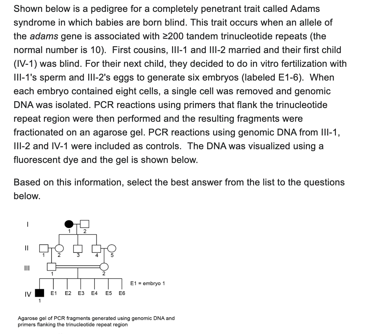 Shown below is a pedigree for a completely penetrant trait called Adams
syndrome in which babies are born blind. This trait occurs when an allele of
the adams gene is associated with ≥200 tandem trinucleotide repeats (the
normal number is 10). First cousins, III-1 and III-2 married and their first child
(IV-1) was blind. For their next child, they decided to do in vitro fertilization with
III-1's sperm and III-2's eggs to generate six embryos (labeled E1-6). When
each embryo contained eight cells, a single cell was removed and genomic
DNA was isolated. PCR reactions using primers that flank the trinucleotide
repeat region were then performed and the resulting fragments were
fractionated on an agarose gel. PCR reactions using genomic DNA from III-1,
III-2 and IV-1 were included as controls. The DNA was visualized using a
fluorescent dye and the gel is shown below.
Based on this information, select the best answer from the list to the questions
below.
||
E1 = embryo 1
IV
E1
E2 E3 E4 E5
E6
Agarose gel of PCR fragments generated using genomic DNA and
primers flanking the trinucleotide repeat region