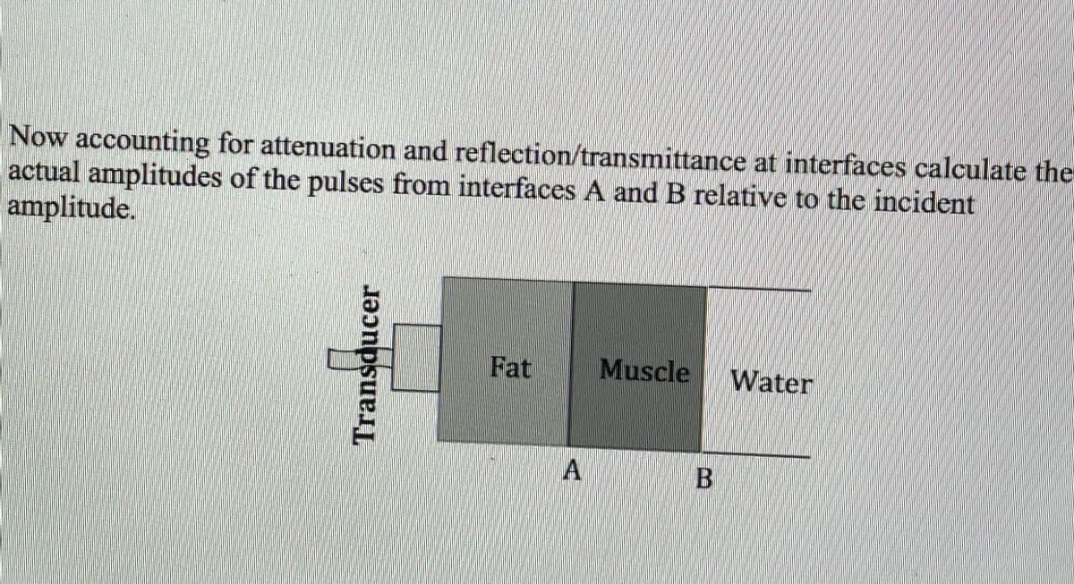 Now accounting for attenuation and reflection/transmittance at interfaces calculate the
actual amplitudes of the pulses from interfaces A and B relative to the incident
amplitude.
Fat
Muscle
Water
Transducer
