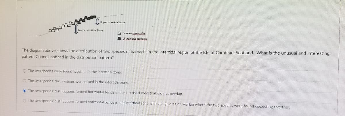 Upper Intertidal Zone
Lower Intertidal Zone
Balonus kalenvides
Chthamalus scellatus
The diagram above shows the distribution of two species of barnacle in the intertidal region of the Isle of Cumbrae. Scotland. What is the unusual and interesting
pattern Connell noticed in the distribution pattern?
O The two species were found together in the intertidal zone.
O The two species' distributions were mixed in the intertidal zone.
The two species' distributions formed horizontal bands in the intertidal zone that did not overlap.
O The two species' distributions formed horizontal bands in the intertidal zone with a large area of overlap where the two species were found coexisting together.
