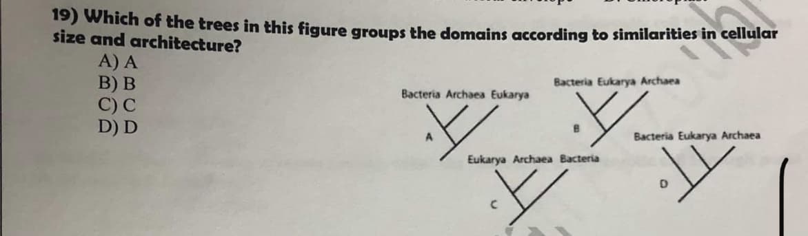 19) Which of the trees in this figure groups the domains according to similarities in cellular
size and architecture?
A) A
B) B
C) C
D) D
Bacteria Eukarya Archaea
Bacteria Archaea Eukarya
Bacteria Eukarya Archaea
Eukarya Archaea Bacteria
