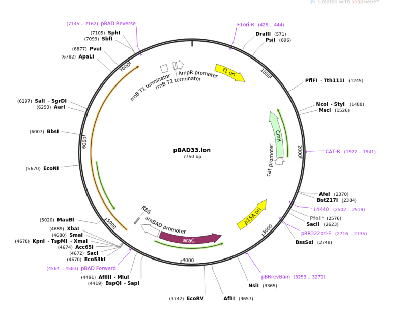 (7145.7162) PBAD Reverse
(7105) Sphl
(7099) Sbfl
(6877) Pvul
(6782) ApaLI
(6297) Sall - SgrDI
(6253) Aarl
(6007) Bbsl
(5670) EcoNI
10009
7000
Flori-R (425.444)
Drall (571)
Psil (696)
mB T1 terminal
口味
AmpR promoter
B T2 terminator
flori
(5020) MauBI
(4689) Xbal
(4680) Smal
(4678) Kpnl - TspMI - Xmal
(4674) Acc651
(4672) Sacl
(4670) Eco53kl
5000
(4564.. 4583) PBAD Forward
PBAD33.lon
7750 bp
RBS
araBAD promoter
araC
4000
1000
p15A ori
cat promoter
3000
CmR
2000
Created with SnapGene
PfIFI Tth1111 (1245)
Ncol - Styl (1488)
Mscl (1526)
CAT-R (1922..1941)
Afel (2370)
BstZ171 (2384)
L4440 (2502. 2519)
Pfol* (2576)
Sacll (2623)
pBR322ori-F (2716.. 2735)
BssSal (2748)
PBRrevBam (3253.. 3272)
Nsil (3365)
(4491) Aflill-Mlul
(4419) BspQI - Sapl
(3742) EcoRV
Aflll (3657)