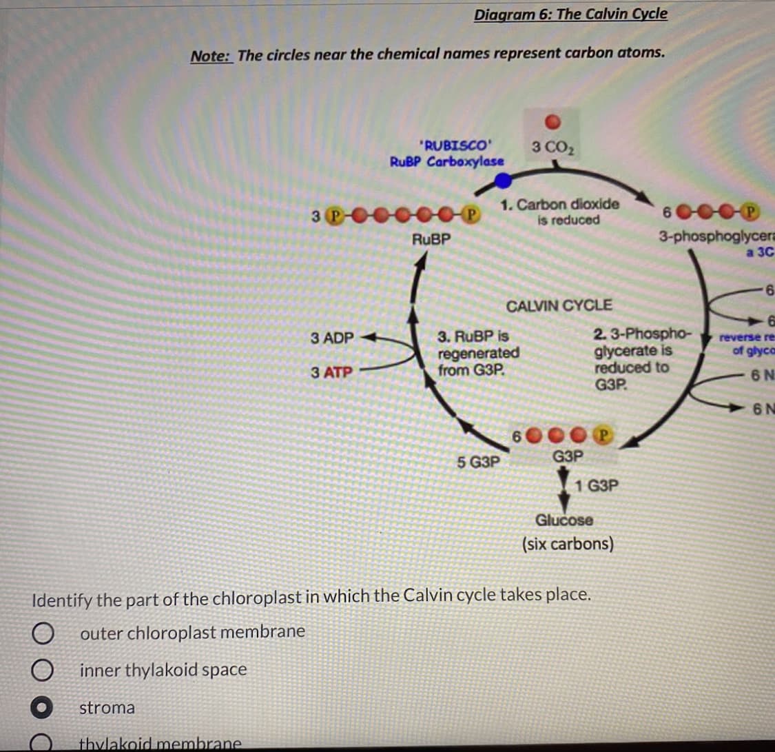 Diagram 6: The Calvin Cycle
Note: The circles near the chemical names represent carbon atoms.
"RUBISCO'
RUBP Carboxylase
3 CO2
1. Carbon dioxide
is reduced
60000
3
3-phosphoglycera
a 3C
RUBP
6.
CALVIN CYCLE
3. RUBP is
regenerated
from G3P.
2.3-Phospho-
glycerate is
reduced to
G3P
3 ADP
reverse re
of glyca
3 ATP
6 N
6 N
5 G3P
G3P
1 G3P
Glucose
(six carbons)
Identify the part of the chloroplast in which the Calvin cycle takes place.
outer chloroplast membrane
inner thylakoid space
stroma
thylakoid membrane.
