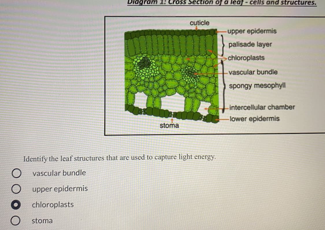 Diagram 1: Cross Section of a leaf-cells and structures.
cuticle
upper epidermis
palisade layer
chloroplasts
vascular bundle
spongy mesophyll
intercellular chamber
-lower epidermis
stoma
Identify the leaf structures that are used to capture light energy.
vascular bundle
O upper epidermis
chloroplasts
stoma
