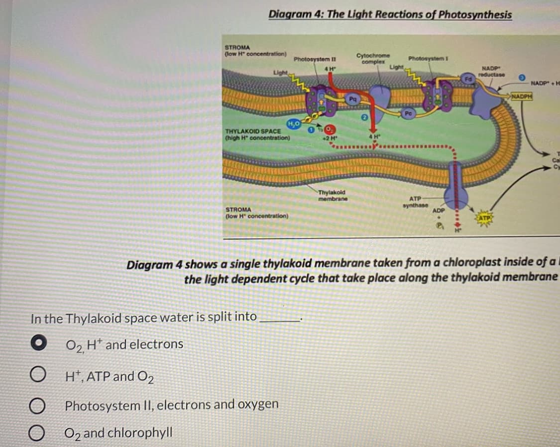 Diagram 4: The Light Reactions of Photosynthesis
STROMA
(low H* concentration)
Cytochrome
complex
Photosystem I
Photosystem I
Light
NADP
reductase
4H
NADP + H
NADPH
THYLAKOID SPACE
(high H* concentration)
4 H*
Thylakoid
membrane
ATP
synthase
STROMA
(low H concentration)
ADP
Diagram 4 shows a single thylakoid membrane taken from a chloroplast inside of a
the light dependent cycle that take place along the thylakoid membrane
In the Thylakoid space water is split into
O 02 H* and electrons
O H*, ATP and O2
O Photosystem II, electrons and oxygen
O 02 and chlorophyll
