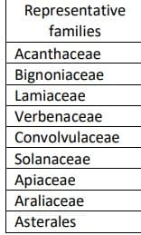 Representative
families
Acanthaceae
Bignoniaceae
Lamiaceae
Verbenaceae
Convolvulaceae
Solanaceae
Apiaceae
Araliaceae
Asterales
