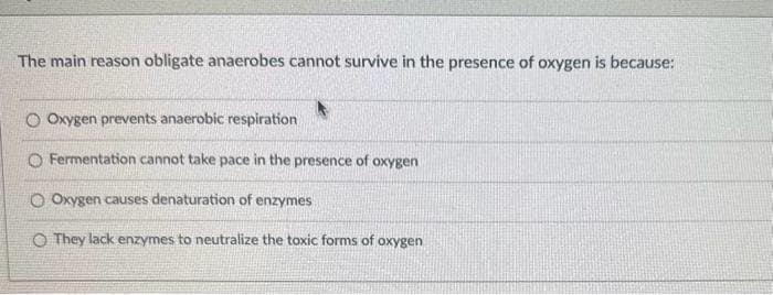 The main reason obligate anaerobes cannot survive in the presence of oxygen is because:
O Oxygen prevents anaerobic respiration
O Fermentation cannot take pace in the presence of oxygen
O Oxygen causes denaturation of enzymes
O They lack enzymes to neutralize the toxic forms of oxygen