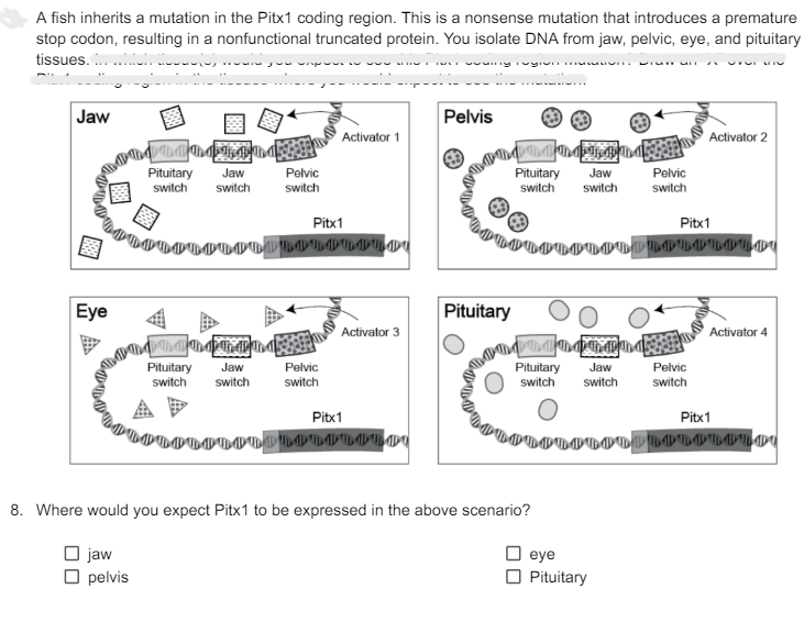 A fish inherits a mutation in the Pitx1 coding region. This is a nonsense mutation that introduces a premature
stop codon, resulting in a nonfunctional truncated protein. You isolate DNA from jaw, pelvic, eye, and pituitary
tissues.....
་་་་་་་་kMk
Jaw
Eye
Pelvis
Activator 1
Pituitary Jaw
switch switch
Pelvic
switch
Pitx1
ብብ ብብብብ
Pituitary
Activator 3
Pituitary
switch
Jaw
switch
Pelvic
switch
Pitx1
Activator 2
Pituitary Jaw
switch switch
Pelvic
switch
Pitx1
ብብብብብብ
Activator 4
Pituitary
Jaw
Pelvic
switch
switch
switch
Pitx1
8. Where would you expect Pitx1 to be expressed in the above scenario?
☐ jaw
☐ pelvis
eye
Pituitary