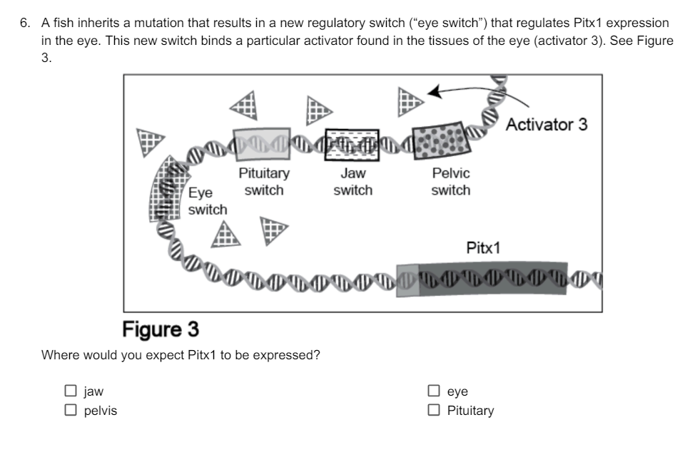 6. A fish inherits a mutation that results in a new regulatory switch ("eye switch") that regulates Pitx1 expression
in the eye. This new switch binds a particular activator found in the tissues of the eye (activator 3). See Figure
3.
Eye
switch
Pituitary
switch
Jaw
Pelvic
switch
switch
Figure 3
Where would you expect Pitx1 to be expressed?
☐ jaw
☐ pelvis
Pitx1
Activator 3
PROROKORO RO RO Q
☐ eye
☐ Pituitary
