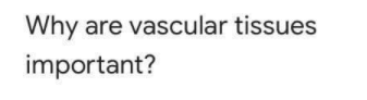 Why are vascular tissues
important?