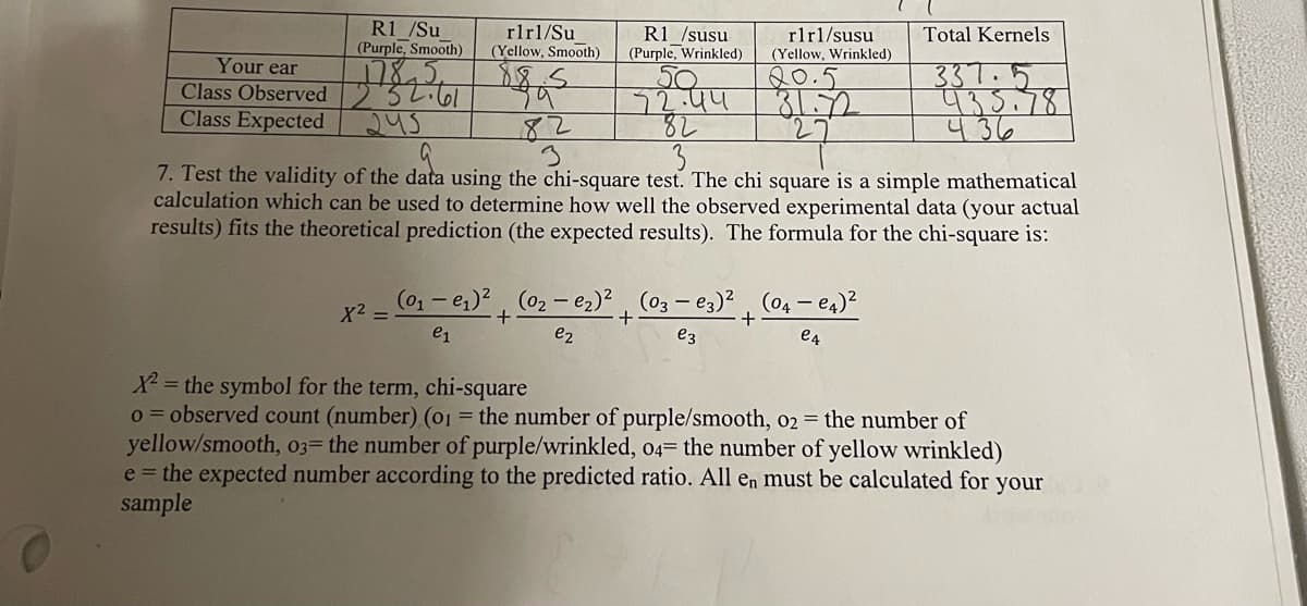 R1 /Su
(Purple, Smooth)
Your ear
Class Observed 2561
Class Expected
245
rlrl/Su
(Yellow, Smooth)
88.5
59
82
x² =
R1 /susu
(Purple, Wrinkled)
1.44
+
82
rlrl/susu
(Yellow, Wrinkled)
20.5
a
7. Test the validity of the data using the chi-square test. The chi square is a simple mathematical
calculation which can be used to determine how well the observed experimental data (your actual
results) fits the theoretical prediction (the expected results). The formula for the chi-square is:
-
(0₁-0₁)² (0₂-0₂)² (03 – е3)² (04 — C4) ²
+
+
e₁
e₂
e3
e4
Total Kernels
337.5
435.78
436
X² = the symbol for the term, chi-square
o = observed count (number) (01 = the number of purple/smooth, 02 = the number of
yellow/smooth, 03- the number of purple/wrinkled, 04 the number of yellow wrinkled)
e = the expected number according to the predicted ratio. All en must be calculated for your
sample