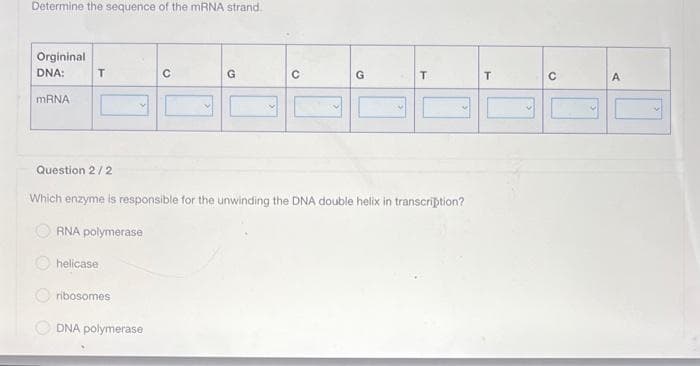 Determine the sequence of the mRNA strand.
Orgininal
DNA:
mRNA
T
Question 2/2
helicase
ribosomes
C
DNA polymerase
G
Which enzyme is responsible for the unwinding the DNA double helix in transcription?
A polymerase
G
T
T
A