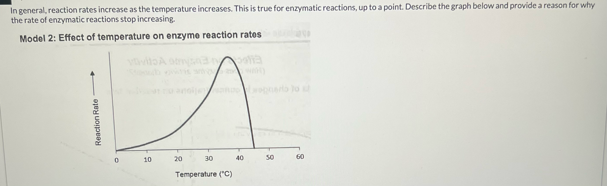In general, reaction rates increase as the temperature increases. This is true for enzymatic reactions, up to a point. Describe the graph below and provide a reason for why
the rate of enzymatic reactions stop increasing.
Model 2: Effect of temperature on enzyme reaction rates
Reaction Rate
Stoob van WAH)
0
10
20
30
40
40
Temperature (°C)
50
50
60