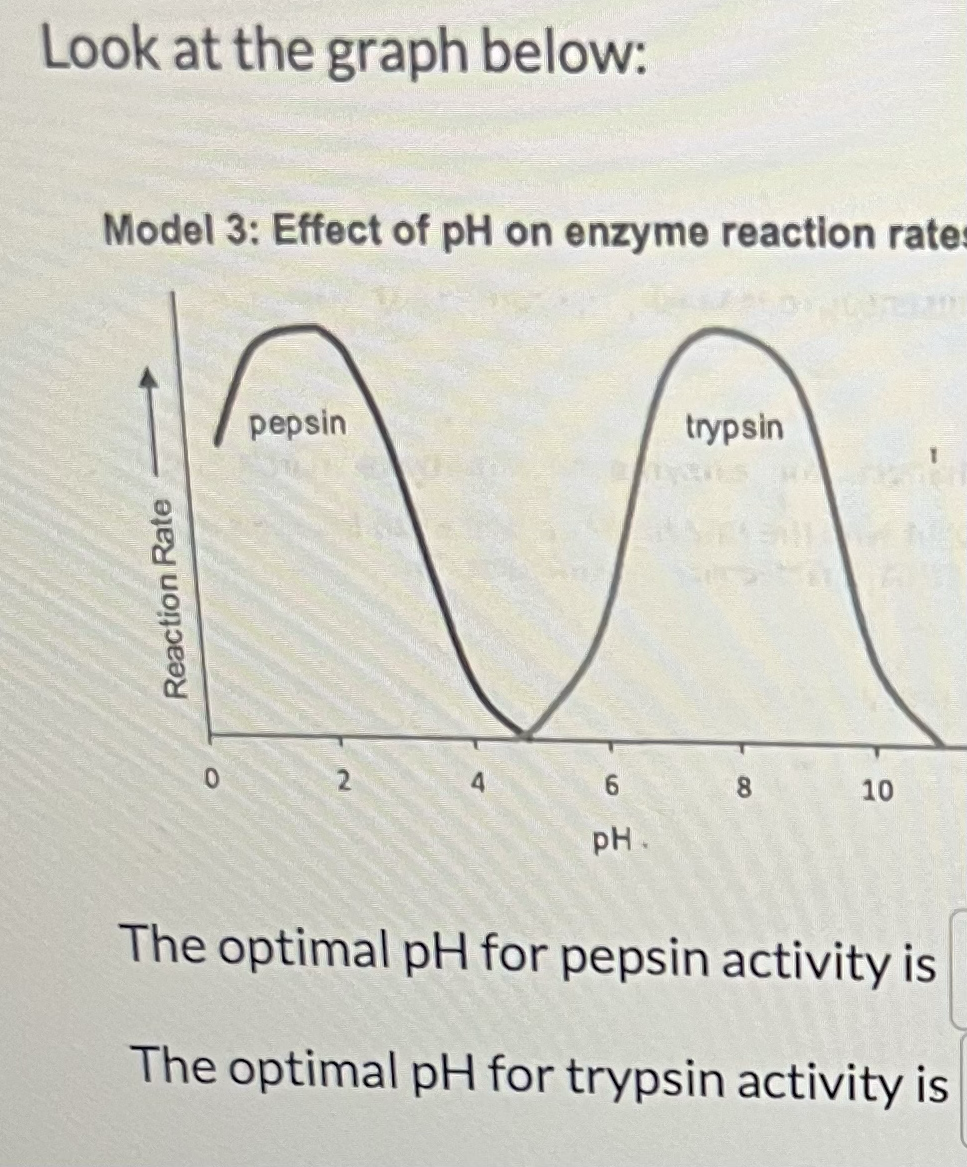 Look at the graph below:
Model 3: Effect of pH on enzyme reaction rates
Reaction Rate
pepsin
trypsin
0
4
pH.
8
10
The optimal pH for pepsin activity is
The optimal pH for trypsin activity is
