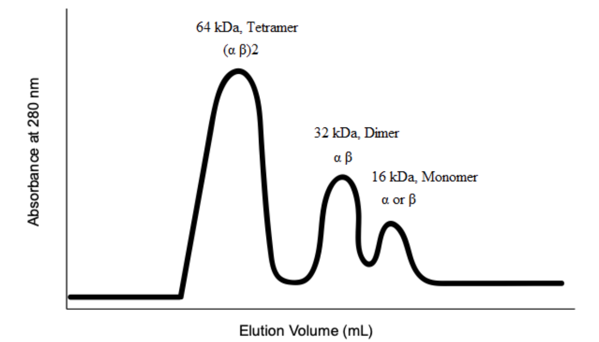 64 kDa, Tetramer
(α β)2
32 kDa, Dimer
αβ
16 kDa, Monomer
a or ß
a
Elution Volume (mL)
Absorban ce at 280 nm

