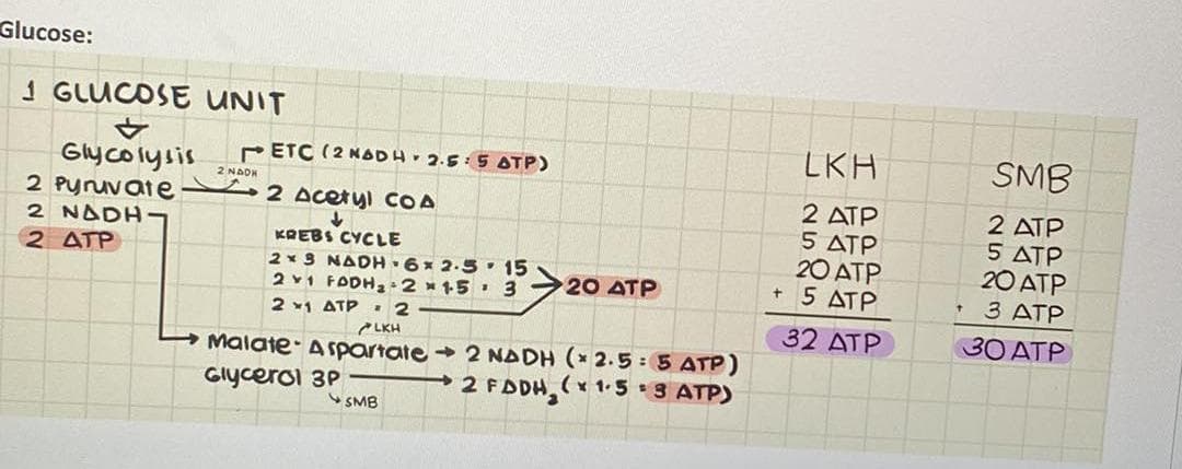 Glucose:
1 GLUCOSE UNIT
+
Glycolysis
2 Pyruvate
2 NADH
2
ATP
2 NADH
ETC (2 NADH 2.5: 5 ATP)
2 Acetyl COA
↓
KREBS CYCLE
2x3 NADH 6x2.5
2v1 FADH₂ 2x15
21 ATP 2
15:
320 ATP
LKH
Malate Aspartate - 2 NADH (* 2.5 : 5 ATP)
→2 FADH₂ (x1.5 3 ATP)
Glycerol 3P
SMB
LKH
2 ATP
5 ATP
20 ATP
+ 5 ATP
32 ATP
SMB
2 ATP
5 ATP
20 ATP
+ 3 ATP
30 ATP