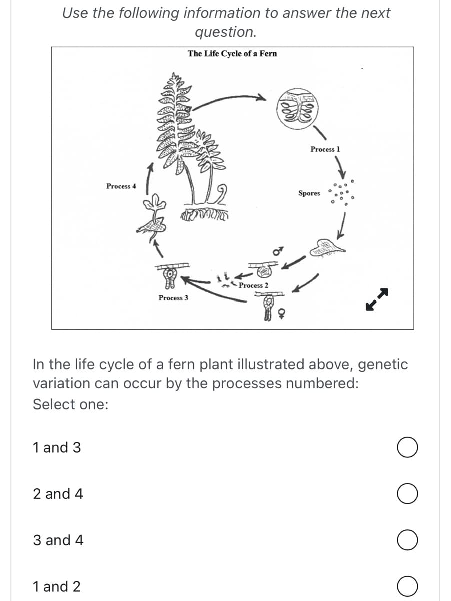 Use the following information to answer the next
question.
The Life Cycle of a Fern
1 and 3
2 and 4
3 and 4
Process 4
1 and 2
Process 3
In the life cycle of a fern plant illustrated above, genetic
variation can occur by the processes numbered:
Select one:
Process 2
Process 1
Spores
O
O
O