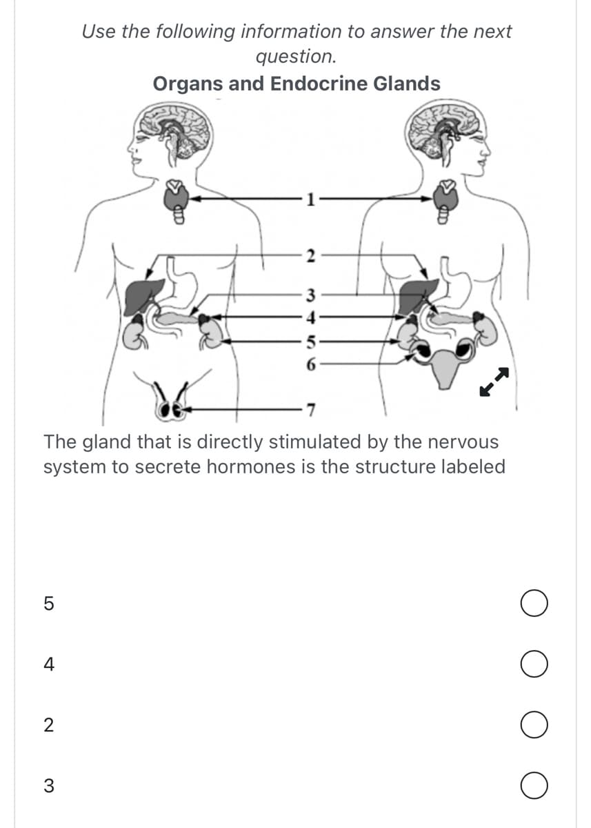 5
4
7
The gland that is directly stimulated by the nervous
system to secrete hormones is the structure labeled
2
Use the following information to answer the next
question.
Organs and Endocrine Glands
3
3
5
6
O
O