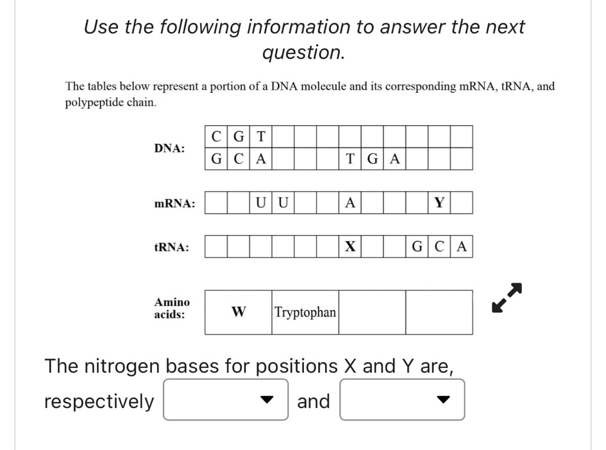 Use the following information to answer the next
question.
The tables below represent a portion of a DNA molecule and its corresponding mRNA, tRNA, and
polypeptide chain.
DNA:
mRNA:
tRNA:
Amino
acids:
CGT
GCA
UU
W Tryptophan
TGA
A
X
Y
GCA
The nitrogen bases for positions X and Y are,
respectively
and