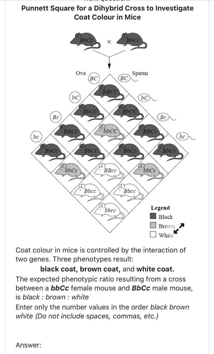 Punnett Square for a Dihybrid Cross to Investigate
Coat Colour in Mice
be
Вс
BbCc
Answer:
D
Ova
BBCC
BbCc
bc)
bb Cc
(BC)
BbCC
D
BbCc
Bbcc
X
BBCC
bbcc
BBcc
bbcc
Bb Cc
BC
O
Sperm
BbCC
Bb Cc
Bbcc
bc
BBCC
bbcc
Вс
BbCc
Legend
Black
Brown
White
Coat colour in mice is controlled by the interaction of
two genes. Three phenotypes result:
black coat, brown coat, and white coat.
The expected phenotypic ratio resulting from a cross
between a bbCc female mouse and BbCc male mouse,
is black: brown : white
Enter only the number values in the order black brown
white (Do not include spaces, commas, etc.)