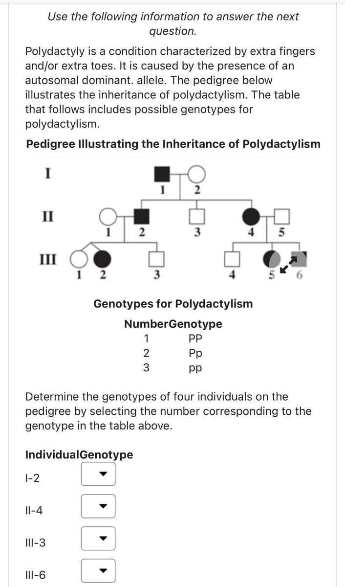 Polydactyly is a condition characterized by extra fingers
and/or extra toes. It is caused by the presence of an
autosomal dominant. allele. The pedigree below
illustrates the inheritance of polydactylism. The table
that follows includes possible genotypes for
polydactylism.
Pedigree Illustrating the Inheritance of Polydactylism
I
II
III
1-2
Use the following information to answer the next
question.
11-4
III-3
III-6
1
2
12
1
1
2
3
2
3
3
Genotypes for Polydactylism
NumberGenotype
PP
Pp
pp
Determine the genotypes of four individuals on the
pedigree by selecting the number corresponding to the
genotype in the table above.
IndividualGenotype
4
4
5