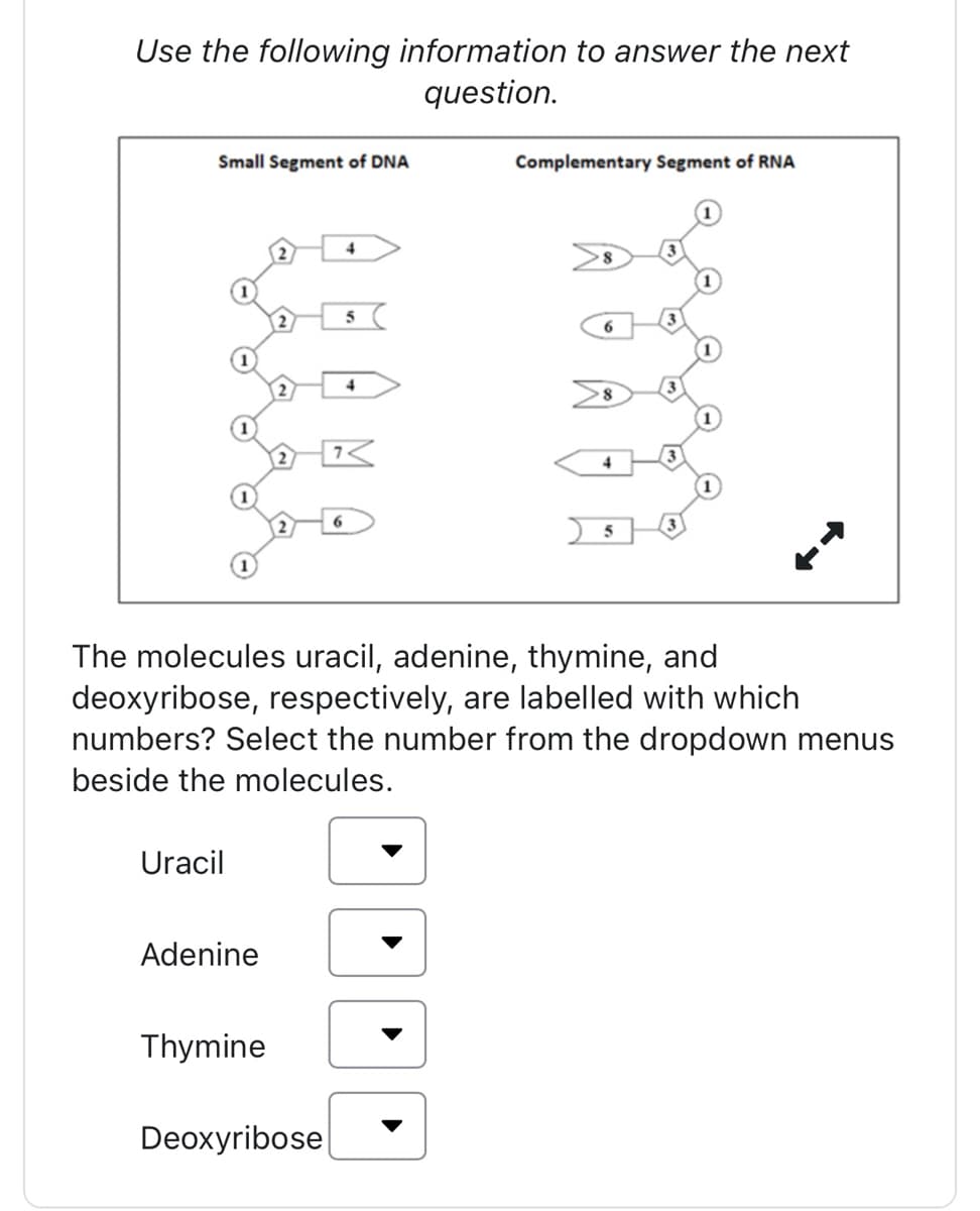 Use the following information to answer the next
question.
Small Segment of DNA
Uracil
5
X₁ SC
4
OD
4
Adenine
Thymine
SND
The molecules uracil, adenine, thymine, and
deoxyribose, respectively, are labelled with which
numbers? Select the number from the dropdown menus
beside the molecules.
Deoxyribose
Complementary Segment of RNA
6
4