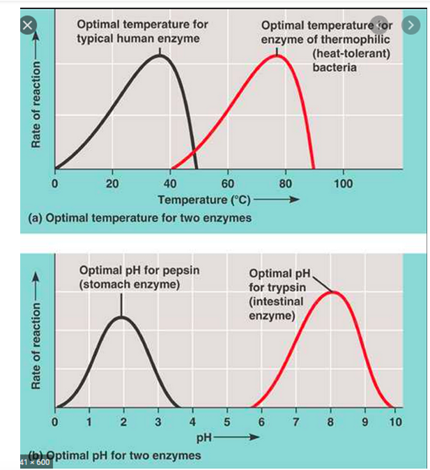Optimal temperature or >
enzyme of thermophilic
(heat-tolerant)
bacteria
Optimal temperature for
typical human enzyme
20
40
60
80
100
Temperature (C)
(a) Optimal temperature for two enzymes
Optimal pH for pepsin
(stomach enzyme)
Optimal pH,
for trypsin
(intestinal
enzyme)
5 6
pH
1
2
3
4
7
8
9
10
(b) Optimal pH for two enzymes
41 x 600
Rate of reaction
