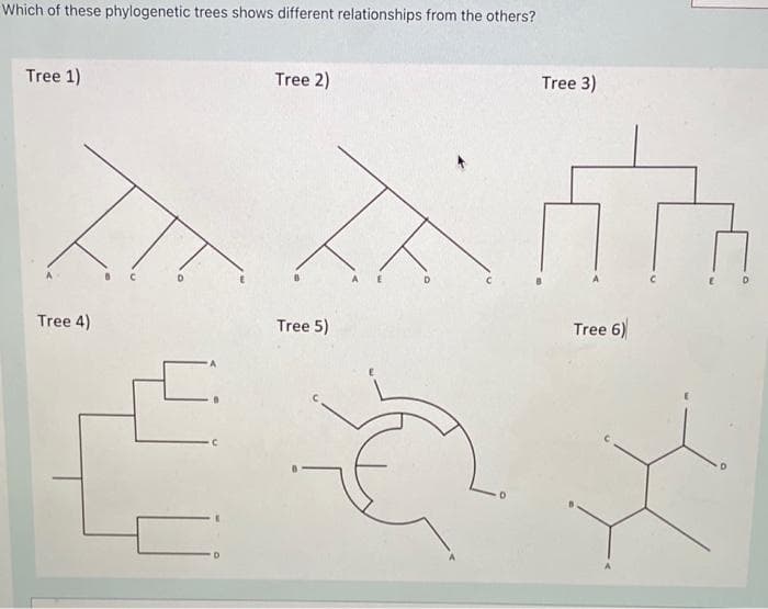 Which of these phylogenetic trees shows different relationships from the others?
Tree 1)
Tree 4)
Tree 2)
Tree 5)
Tree 3)
Tree 6)
*