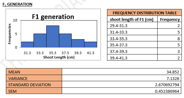 F₁ GENERATION
Frequencies
10
5
31.3
F1 generation
35.3
37.3
Shoot Length (cm)
33.3
VARIANCE
STANDARD DEVIATION
SEM
39.3 41.3
FREQUENCY DISTRIBUTION TABLE
shoot length of F1 (cm) Frequency
29.4-31.3
31.4-33.3
33.4-35.3
35.4-37.3
37.4-39.3
39.4-41.3
2
5
8
5
3
2
34.8
7.1326
2.670692794
0.452386964