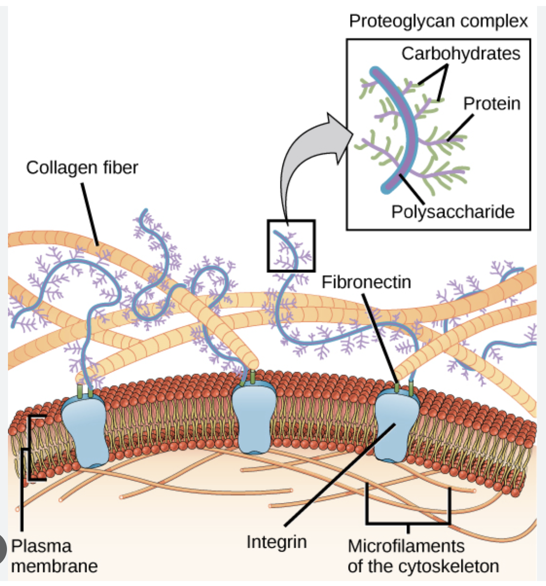 Collagen fiber
Plasma
membrane
Integrin
Proteoglycan complex
Carbohydrates
1
Protein
Polysaccharide
Fibronectin
Microfilaments
of the cytoskeleton