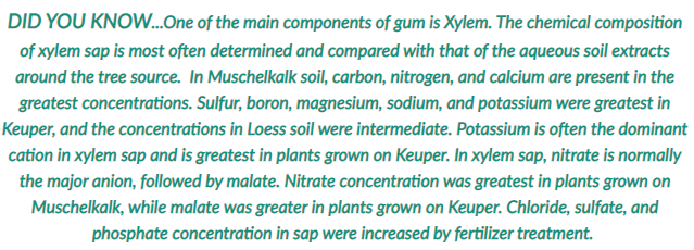 DID YOU KNOW...One of the main components of gum is Xylem. The chemical composition
of xylem sap is most often determined and compared with that of the aqueous soil extracts
around the tree source. In Muschelkalk soil, carbon, nitrogen, and calcium are present in the
greatest concentrations. Sulfur, boron, magnesium, sodium, and potassium were greatest in
Keuper, and the concentrations in Loess soil were intermediate. Potassium is often the dominant
cation in xylem sap and is greatest in plants grown on Keuper. In xylem sap, nitrate is normally
the major anion, followed by malate. Nitrate concentration was greatest in plants grown on
Muschelkalk, while malate was greater in plants grown on Keuper. Chloride, sulfate, and
phosphate concentration in sap were increased by fertilizer treatment.
