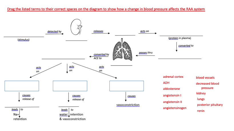 Drag the listed terms to their correct spaces on the diagram to show how a change in blood pressure affects the RAA system
detected by
celeases
acts on
(protein in plasma)
(stimulus)
sonverted to
Rasses thru
converted by
ACE to
acts
acts
acts
on
on
on
adrenal cortex
blood vessels
ADH
decreased blood
aldosterone
pressure
kidney
angiotensin I
angiotensin I|
causes
causes
release of
sauses
release of
lungs
vasoconstriction
posterior pituitary
angiotensinogen
leeds to
Na+
leads to
water retention
& vasoconstriction
renin
retention
