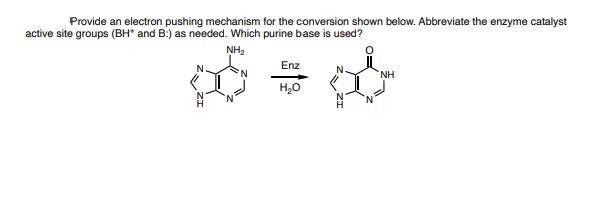 Provide an electron pushing mechanism for the conversion shown below. Abbreviate the enzyme catalyst
active site groups (BH* and B:) as needed. Which purine base is used?
NH₂
Enz
H₂O
'N
NH