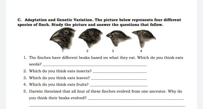 C. Adaptation and Genetic Variation. The picture below represents four different
species of finch. Study the picture and answer the questions that follow.
2
3
1. The finches have different beaks based on what they eat. Which do you think eats
seeds?
2. Which do you think eats insects?
3. Which do you think eats leaves?.
4. Which do you think eats fruits?
5. Darwin theorized that all four of these finches evolved from one ancestor. Why do
you think their beaks evolved?
