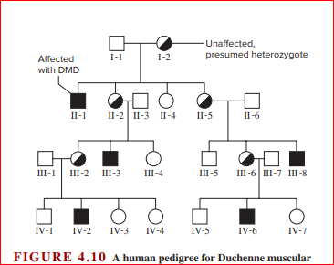 Unaffected,
I-1
I-2
presumed heterozygote
Affected
with DMD
II-1
П-2| 1-3 п-4
II-5
II-6
Ш-1| Ш-2 ш-з
Ш-4
III-5
ш-6| ш-7 ш-8
IV-1
IV-2
IV-3
IV-4
IV-5
IV-6
IV-7
FIGURE 4.10 A human pedigree for Duchenne muscular
