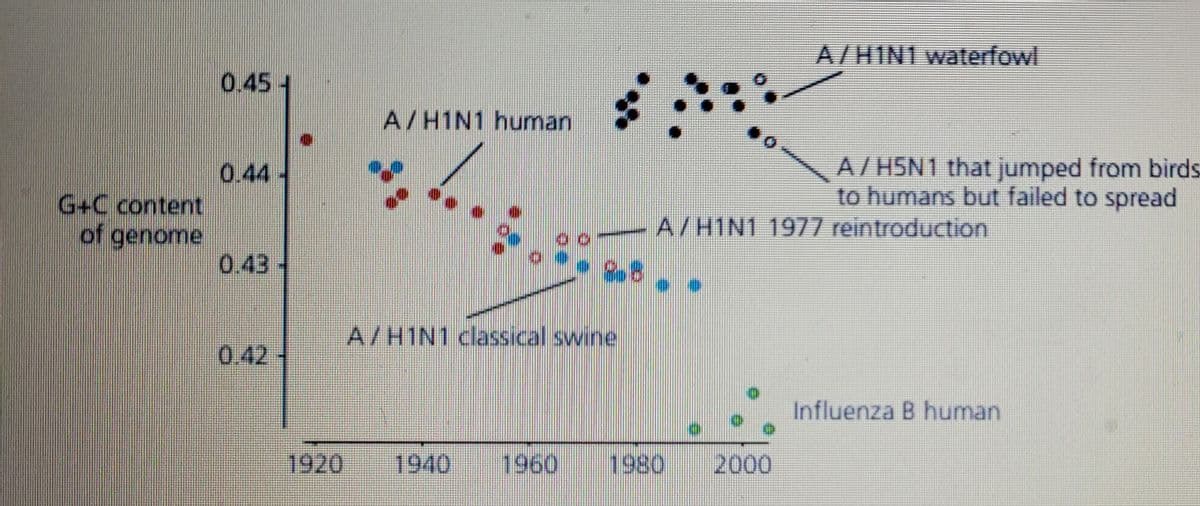 G+C content
of genome
0.45
1920
A/H1N1 human
PO
40
❤
A/H1N1 classical swine
A/H1N1 waterfowl
2000
A/H5N1 that jumped from birds.
to humans but failed to spread
A/H1N1 1977 reintroduction
Influenza B human