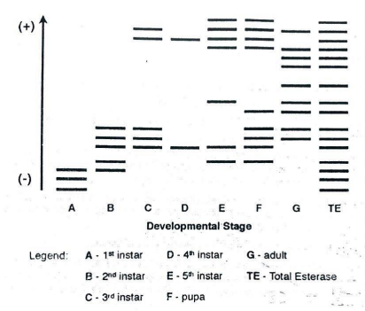 (+)
=-
(-)
A B C D E F G TE
Developmental Stage
Legend: A- 1* instar
D- 4h instar
G- adult
B- 2nd instar
E- 5h instar
TE - Total Esterase
C- 3rd instar
F- pupa
IIII | || ||| ||
III L |||
III
