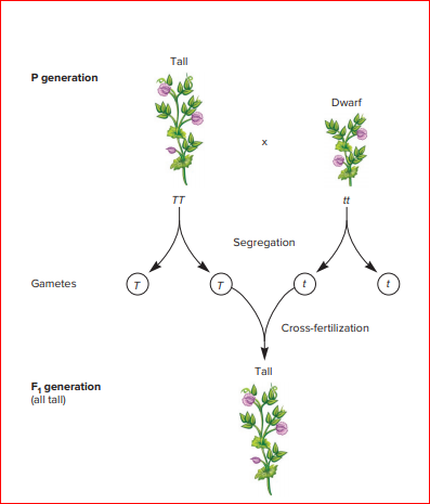 Tall
P generation
Dwarf
х
TT
tt
Segregation
Gametes
т
Cross-fertilization
Tall
F, generation
(all tall)
