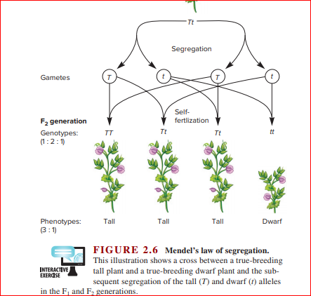 Tt
Segregation
Gametes
т
Self-
F2 generation
fertlization
Tt
tt
Genotypes:
(1:2:1)
TT
Tt
Phenotypes:
(3:1)
Tall
Tall
Tall
Dwarf
FIGURE 2.6 Mendel's law of segregation.
This illustration shows a cross between a true-breeding
tall plant and a true-breeding dwarf plant and the sub-
sequent segregation of the tall (T) and dwarf (t) alleles
INTERACTIVE
EXERDSE
in the F, and F, generations.
