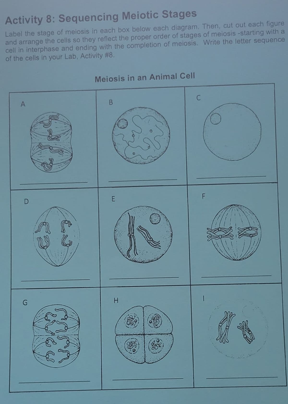 Activity 8: Sequencing Meiotic Stages
Label the stage of meiosis in each box below each diagram. Then, cut out each figure
and arrange the cells so they reflect the proper order of stages of meiosis -starting with a
cell in interphase and ending with the completion of meiosis. Write the letter sequence
of the cells in your Lab, Activity #8.
A
D
RAGU
Meiosis in an Animal Cell
B
E
H
&
C
LL
F
76
M