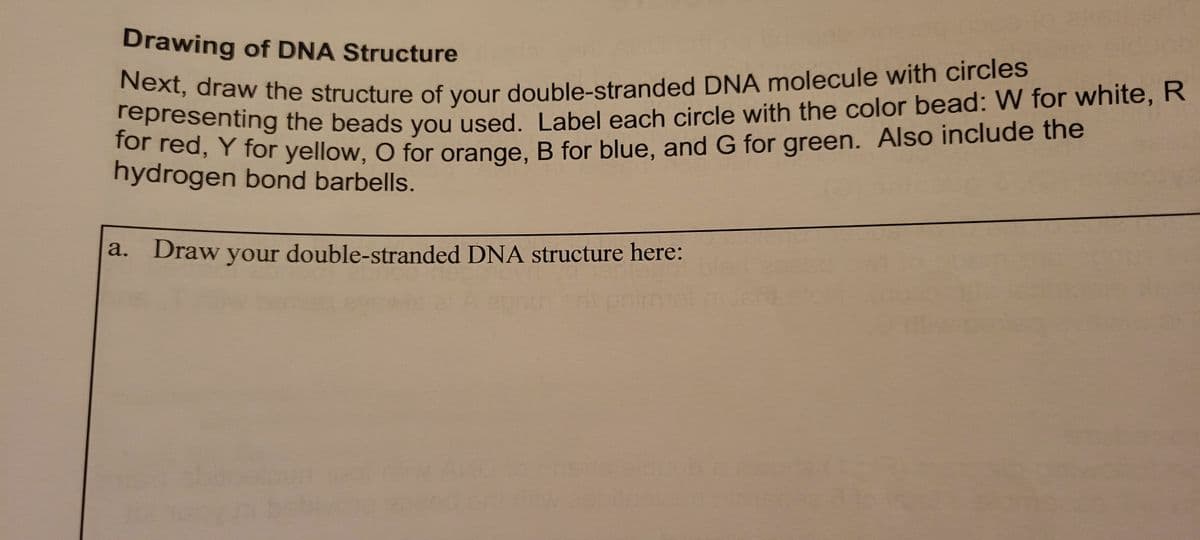 Drawing of DNA Structure
Next, draw the structure of your double-stranded DNA molecule with circles
representing the beads you used. Label each circle with the color bead: W for white, R
for red, Y for yellow, O for orange, B for blue, and G for green. Also include the
hydrogen bond barbells.
a. Draw your double-stranded DNA structure here: