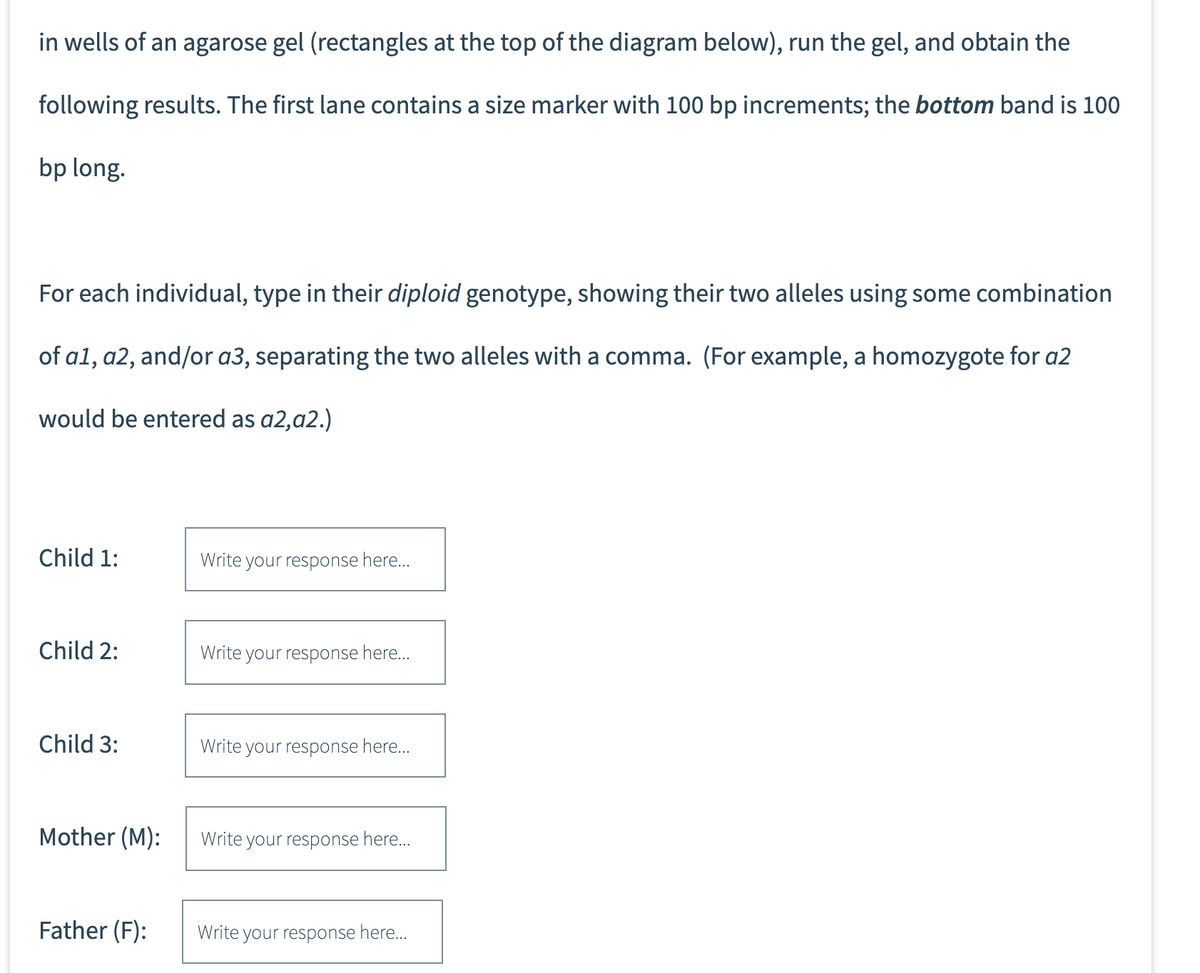 in wells of an agarose gel (rectangles at the top of the diagram below), run the gel, and obtain the
following results. The first lane contains a size marker with 100 bp increments; the bottom band is 100
bp long.
For each individual, type in their diploid genotype, showing their two alleles using some combination
of a1, a2, and/or a3, separating the two alleles with a comma. (For example, a homozygote for a2
would be entered as a2,a2.)
Child 1:
Child 2:
Child 3:
Mother (M):
Father (F):
Write your response here...
Write your response here...
Write your response here...
Write your response here...
Write your response here...