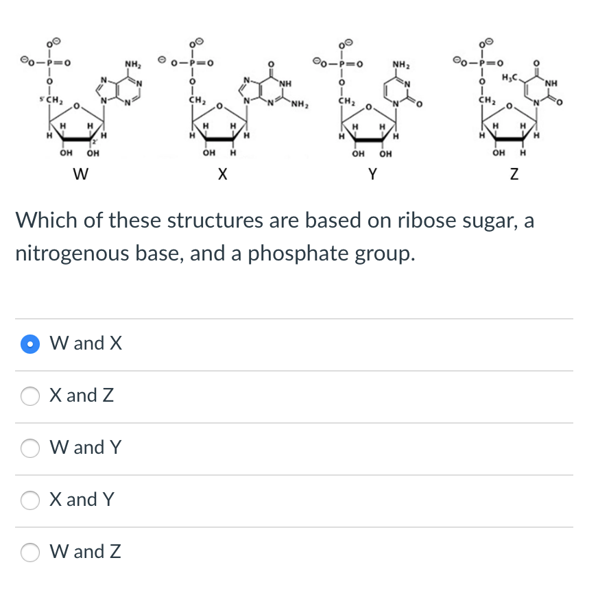 80-P=0
O
SCH₂
H
H
H
OH OH
W
W and X
X and Z
W and Y
X and Y
NH₂
W and Z
O
I
CH₂
H
H
OH H
X
H
NH
NH₂
00
=0
I
CH₂
OH
OH
Y
NH₂
H
00
00-P=0
1
O
I
CH₂
Which of these structures are based on ribose sugar, a
nitrogenous base, and a phosphate group.
H₂C.
OH H
N
H
NH