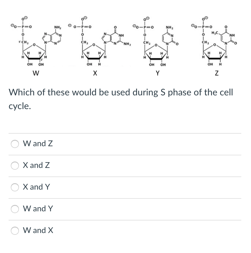 SCH₂
H
H
OH OH
W
H
W and Z
X and Z
X and Y
W and Y
NH₂
W and X
<=0
H
H
OH H
X
H
NH
"NH₂
=0
I
CH₂
H
OH
0
H
Y
OH
NH₂
00
=0
I
I
CH₂
H
H₂C
Which of these would be used during S phase of the cell
cycle.
H
OH H
Z
H
ΝΗ