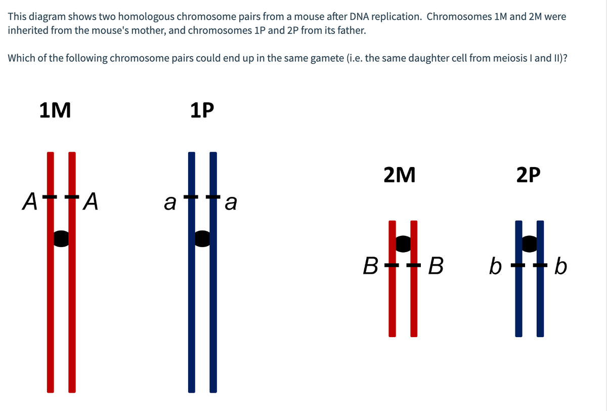 This diagram shows two homologous chromosome pairs from a mouse after DNA replication. Chromosomes 1M and 2M were
inherited from the mouse's mother, and chromosomes 1P and 2P from its father.
Which of the following chromosome pairs could end up in the same gamete (i.e. the same daughter cell from meiosis I and II)?
1M
||
ATTA
a
1P
||
a
2M
BB b
2P
b