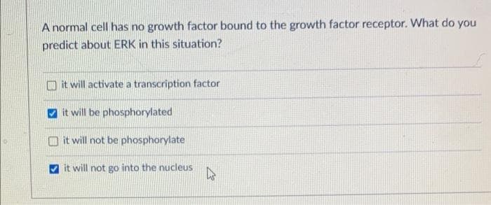 A normal cell has no growth factor bound to the growth factor receptor. What do you
predict about ERK in this situation?
it will activate a transcription factor
it will be phosphorylated
it will not be phosphorylate
it will not go into the nucleus
D