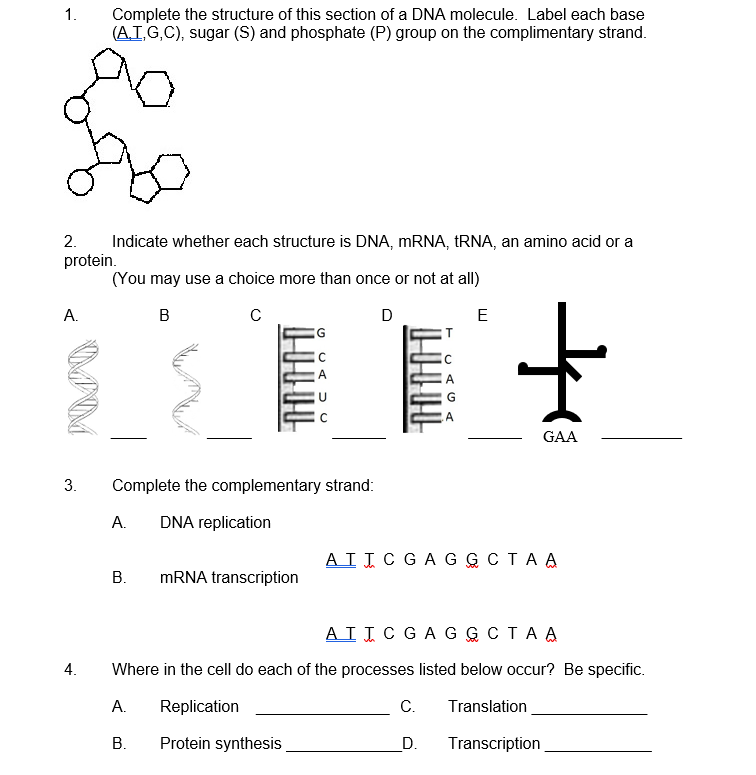 1.
Complete the structure of this section of a DNA molecule. Label each base
(A.I,G,C), sugar (S) and phosphate (P) group on the complimentary strand.
2.
Indicate whether each structure is DNA, MRNA, tRNA, an amino acid or a
protein.
(You may use a choice more than once or not at all)
А.
B
D
E
GAA
3.
Complete the complementary strand:
A.
DNA replication
AIIC GA G G CTA A
В.
MRNA transcription
AIIC GA G G CTA A
4.
Where in the cell do each of the processes listed below occur? Be specific.
А.
Replication
С.
Translation
В.
Protein synthesis
D.
Transcription
O UA DC
