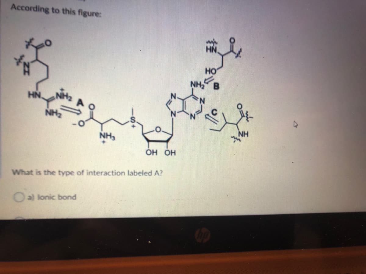 According to this figure:
HO
NH2
HN
NH2
NH2
NH3
HO HO
What is the type of interaction labeled A?
Oal lonic bond
