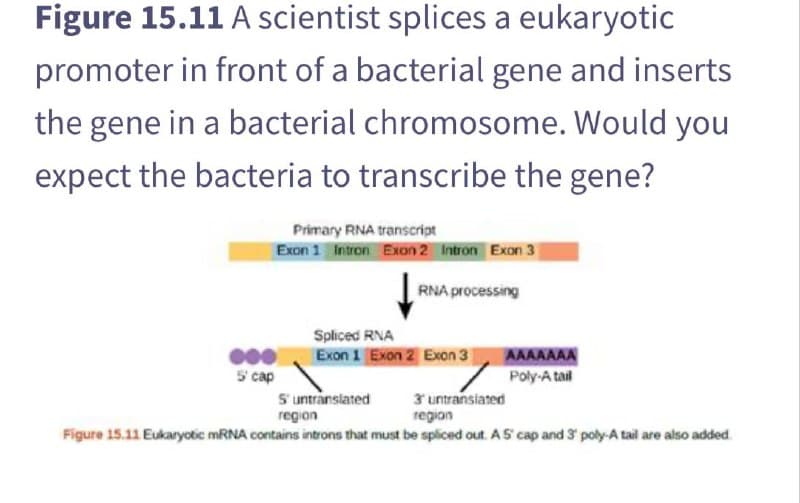 Figure 15.11 A scientist splices a eukaryotic
promoter in front of a bacterial gene and inserts
the gene in a bacterial chromosome. Would you
expect the bacteria to transcribe the gene?
Primary RNA transcript
Exon 1 Intron Exon 2 Intron Exon 3
5 cap
RNA processing
Spliced RNA
Exon 1 Exon 2 Exon 3
AAAAAAA
Poly-A tail
Suntranslated
3' untranslated
region
region
Figure 15.11 Eukaryotic mRNA contains introns that must be spliced out. A 5' cap and 3' poly-A tail are also added.