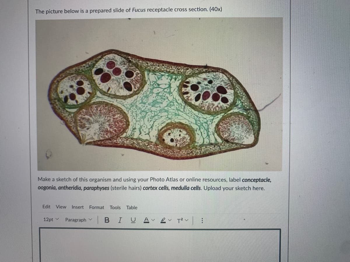 The picture below is a prepared slide of Fucus receptacle cross section. (40x)
Make a sketch of this organism and using your Photo Atlas or online resources, label conceptacle,
oogonia, antheridia, paraphyses (sterile hairs) cortex cells, medulla cells. Upload your sketch here.
Edit View Insert Format Tools Table
12pt v
Paragraph v
|BIUA
